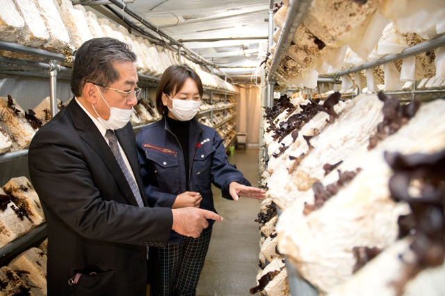 ボックスカルバートの中で行うキクラゲ栽培